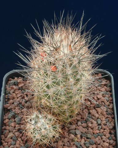 Escobaria_chariacantha_1